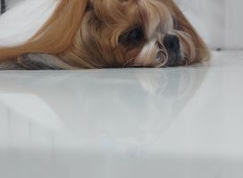 PET BOUTIQUE