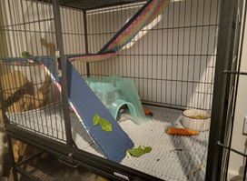 Coops and Cages