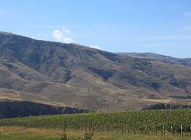 Trinity Canyon Vineyards
