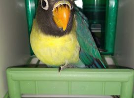 Criadero Joel - Agapornis Lima Callao