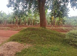 Deo Munyakayanza