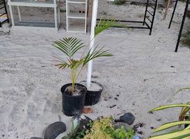 Sandy ground