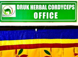 Druk Herbal Cordyceps