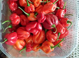 Hot Spicy Habanero and more