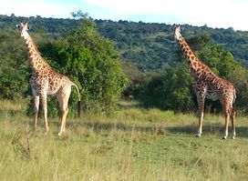 Akagera Guide's House