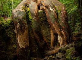 Octopus Tree