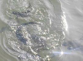 Forelʹne Hospodarstvo