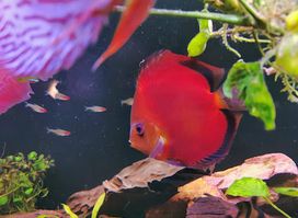 Pet shop Tila