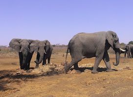 Bwabwata-National Park