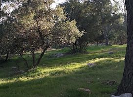 RSCN Dibeen Forest Reserve
