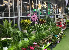 Flowers Plants Gikas