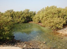 Al Dhakira Mangroves