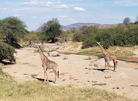 Ruaha National Park INGRESSO