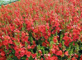 Nymoen Gardening