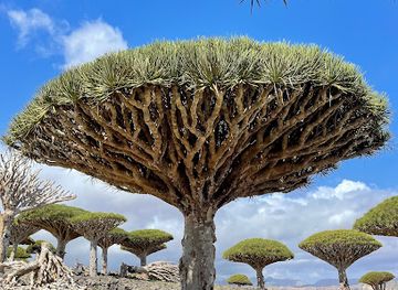yemen/socotra-archipelago/shop/welcome-to-socotra