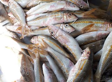 mauritius/poste-de-flacq/shop/surren-fish-market