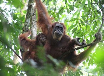 indonesia/bukit-lawang/shop/sumatra-orangutan-explore