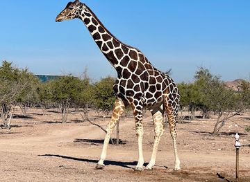 united-arab-emirates/sir-bani-yas-island/shop/sir-bani-yas-wildlife-park