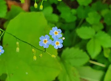 romania/rodnei-mountains/shop/magazin-mixt-codruta