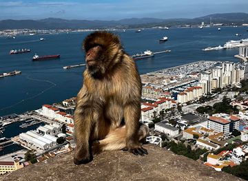 gibraltar/camp-bay/shop/apes-den