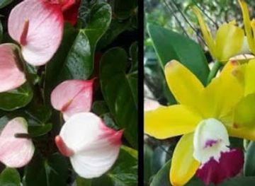 myanmar-burma/naypyidaw/shop/green-world