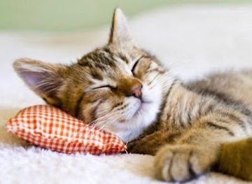 austria/zillertal-alps/shop/christoph-wildauer