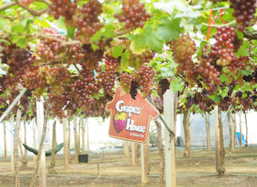 thailand/khao-yai-national-park/shop/grapes-house-khao-yai