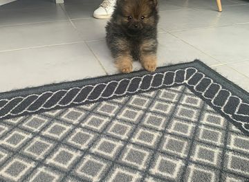 belgium/hautes-fagnes/shop/le-lys-argente