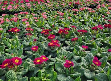 romania/gorj/shop/fabrica-de-flori