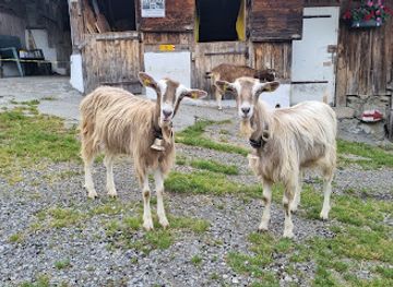 switzerland/lucerne/pilatus/shop/farm-cheese-shop