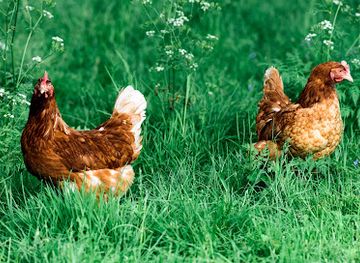 austria/kalkalpen-national-park/shop/brunlitzerhof