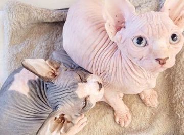 united-arab-emirates/sir-bani-yas-island/shop/sphinx-kittens