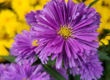 pakistan/cholistan-desert/shop/rajpoot-karyana-store