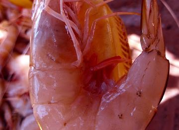 madagascar/tsingy-de-bemaraha-national-park/shop/coopfiame