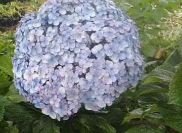 panama/veraguas/shop/db-belleza-y-estilo