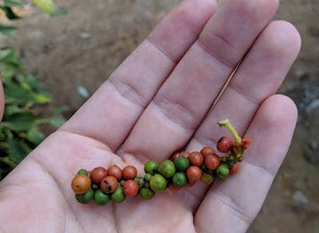 cambodia/kep/shop/flying-dog-farm