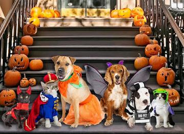 hungary/matra/shop/petgear-kutyaruha-webaruhaz