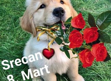 montenegro/moraca/shop/marina-torte-i-kolaci