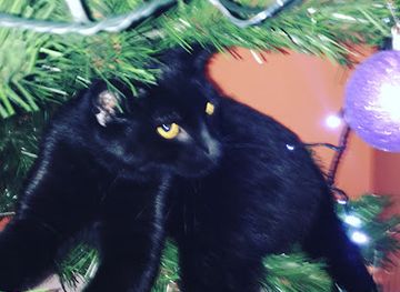 jersey/gorey-harbour/shop/gorey-fruit-shop