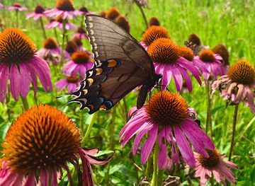 iowa/loess-hills/shop/loess-hills-lavender-farm