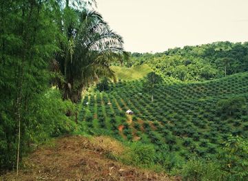 costa-rica/osa-peninsula/shop/osacoop-r-l