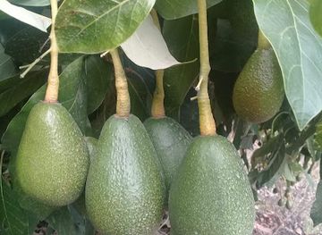 dominican-republic/constanza/shop/colmado-leonardo