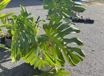 new-zealand/waitomo-caves/shop/floralife