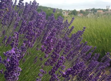 hungary/balaton-uplands/shop/tihanyi-apatsag-levendulasa-es-gyogynovenykertje