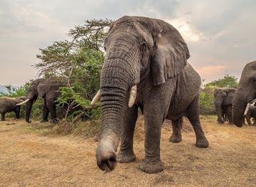 uganda/murchison-falls-national-park/shop/2-days-murchison-falls-safari