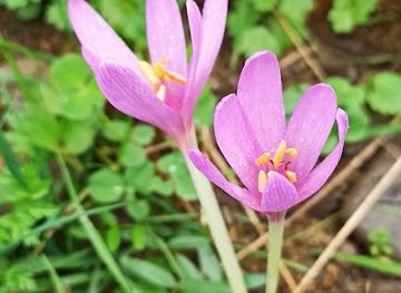 ukraine/dragobrat/shop/na-okolytsi