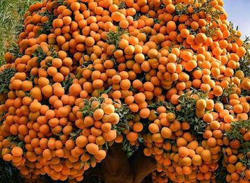 ethiopia/dire-dawa/shop/toofiq-abraahim