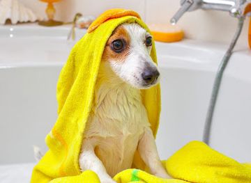 portugal/serra-da-lousa/shop/miauki-bem-estar-animal