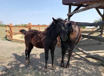 hungary/hortobagy/shop/puszta-animal-park