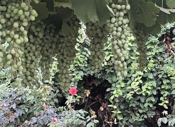 pakistan/thar-desert/shop/dada-meer-house-kohlu